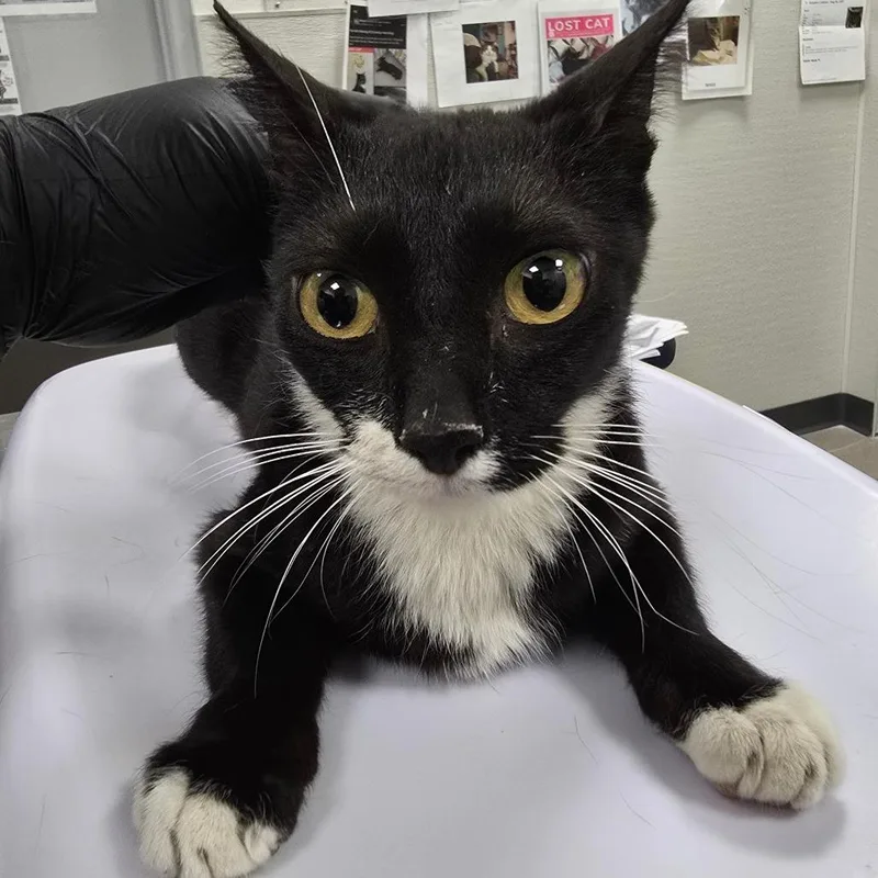 An adult medium-sized female Black Domestic Short Hair cat named Fantine for adoption in Las Cruces, NM