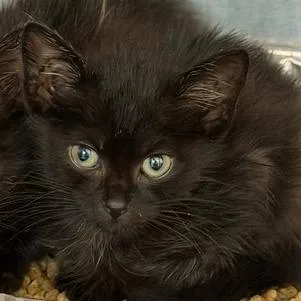 A baby small-sized female Domestic Short Hair cat named Miley for adoption in Cumming, GA