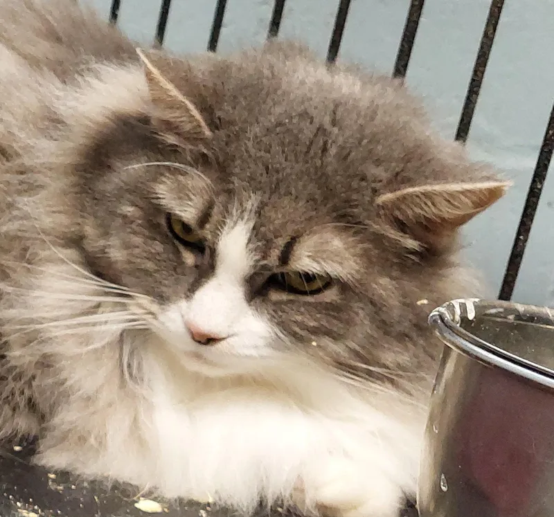An adult medium-sized female Gray / Blue / Silver Domestic Long Hair cat named Susie for adoption in Rehoboth, MA