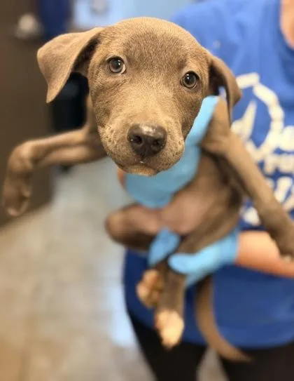 A young small-sized female Shepherd dog named Mug for adoption in Bowling Green, KY