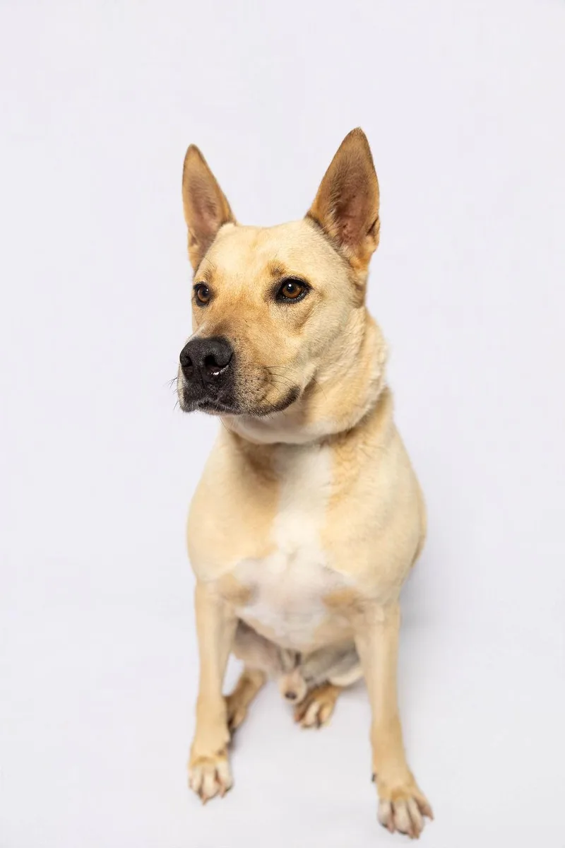 An adult medium-sized male White / Cream Labrador Retriever dog named King for adoption in Sullivan City, TX