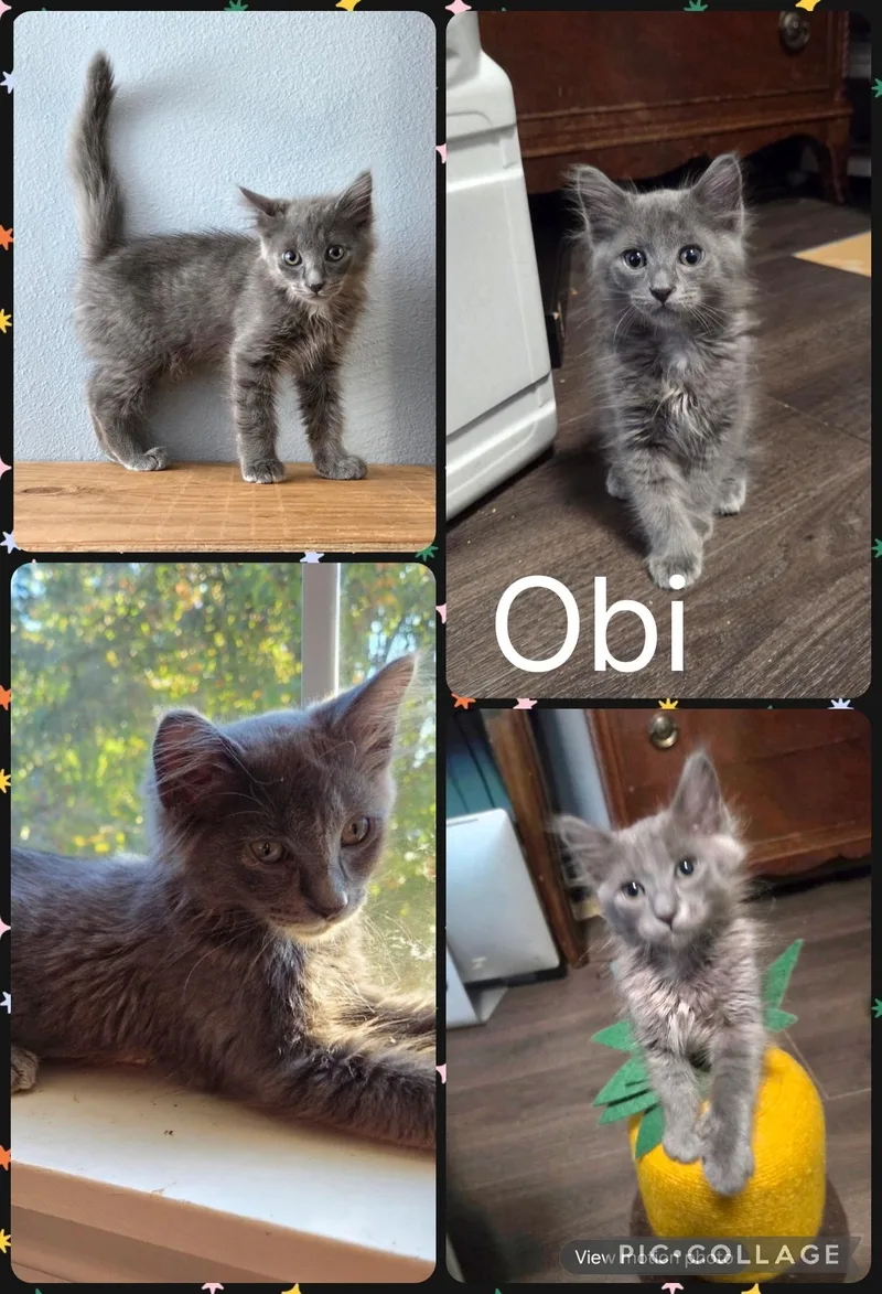 A baby small-sized male Gray / Blue / Silver Domestic Medium Hair cat named Obi for adoption in Newberg, OR