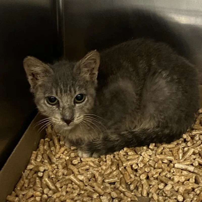 A baby small-sized male Brown / Chocolate Domestic Short Hair cat named Sonic the Hedgehog for adoption in Westminster, CA