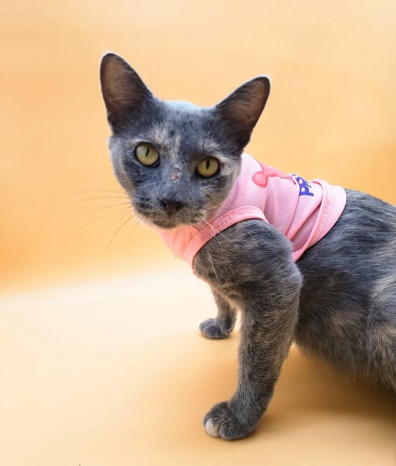 Pursimmon thumbnail 2