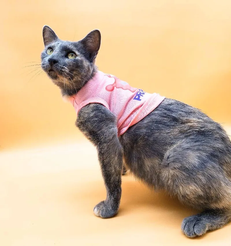 Pursimmon thumbnail 3