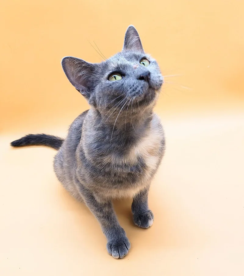 Pursimmon thumbnail 4