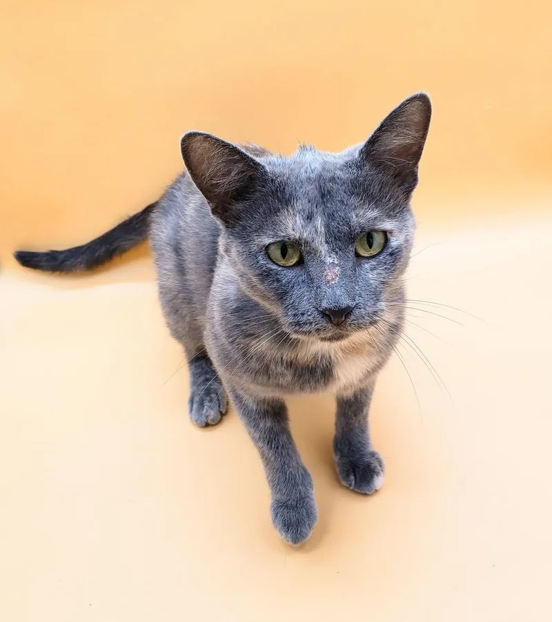 Pursimmon thumbnail 6