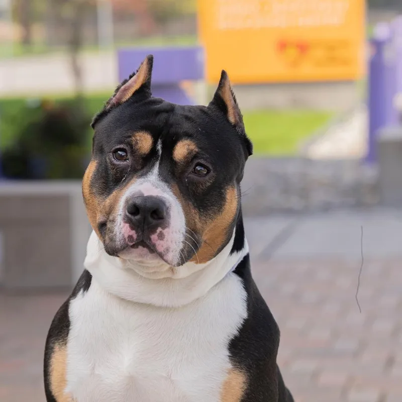 An adult medium-sized male Black Mixed Breed dog named Pablo for adoption in Dearborn, MI