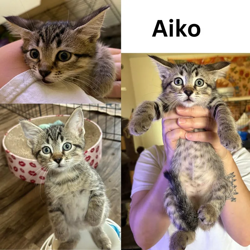 A baby medium-sized male Tabby (Gray / Blue / Silver) Domestic Short Hair cat named Aiko for adoption in Colcord, OK