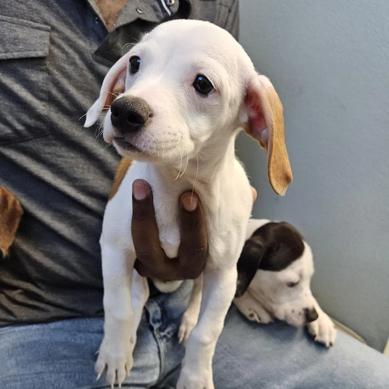 A baby small-sized male White / Cream Pit Bull Terrier dog named Thackery Binx for adoption in Las Vegas, NV