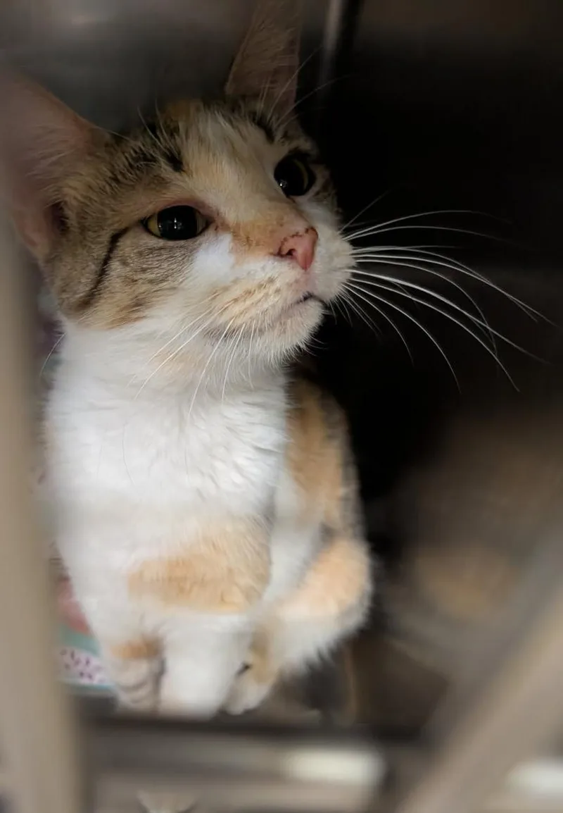 An adult medium-sized female Calico cat named Rain for adoption in Marietta, OH