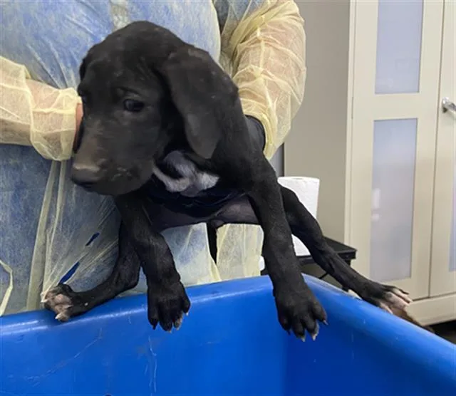 A baby large-sized female Mixed Breed dog named Jasmin for adoption in Dallas, TX