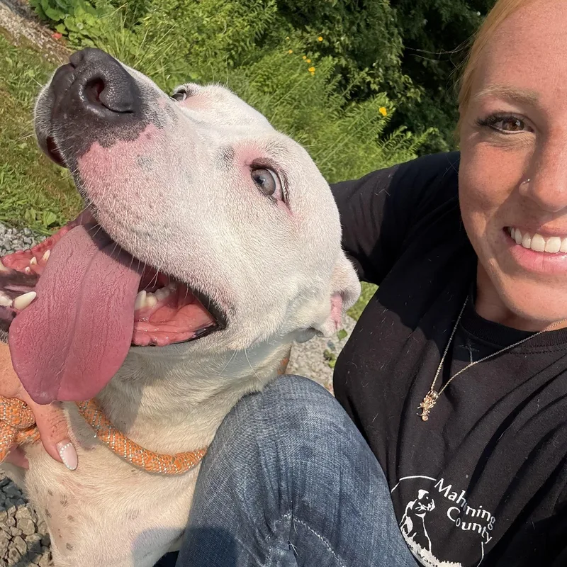 An adult medium-sized female Pit Bull Terrier dog named Cali for adoption in Youngstown, OH