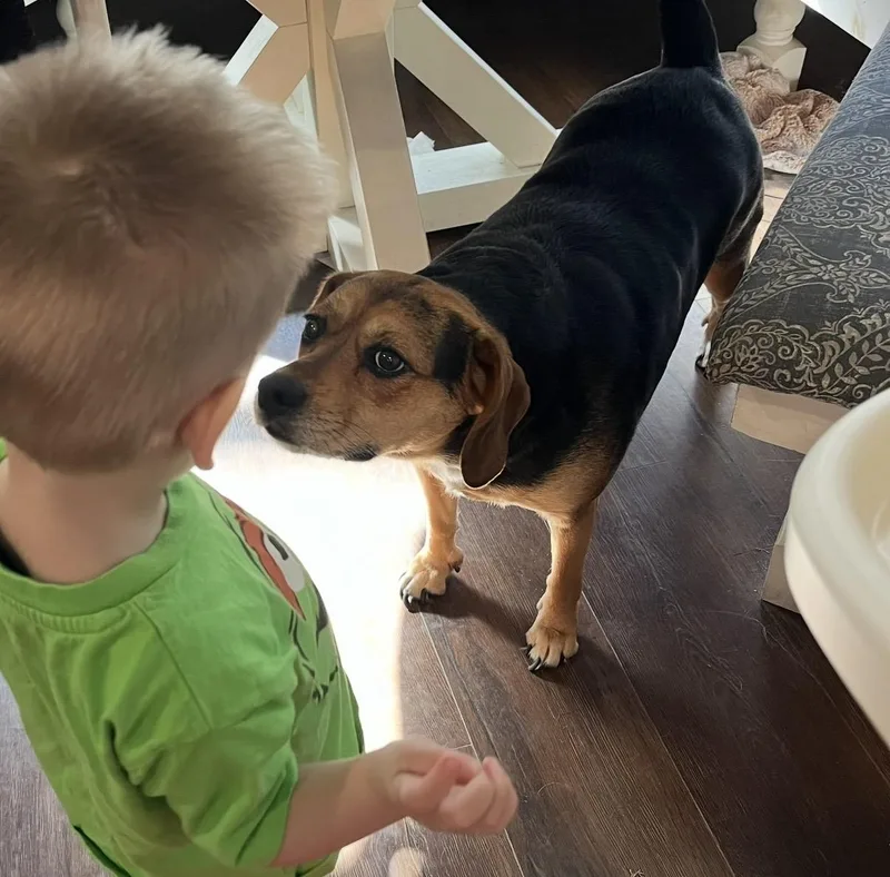 An adult small-sized female Tricolor (Brown, Black, & White) Beagle dog named Lyla Erato Local for adoption in Andover, MA