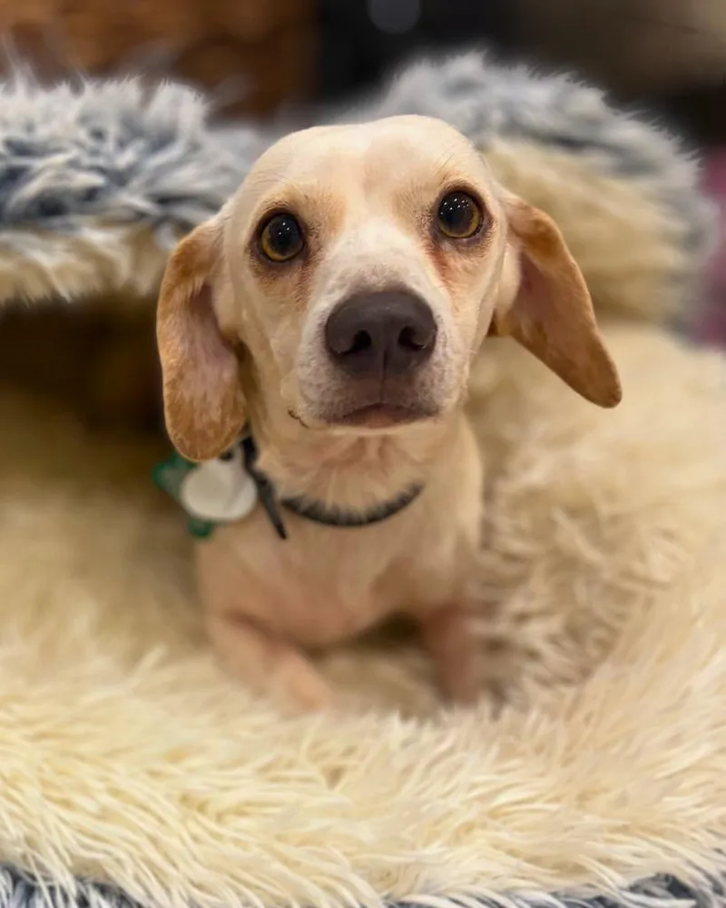 An adult small-sized male Chihuahua dog named Iron Man for adoption in Bryan, TX