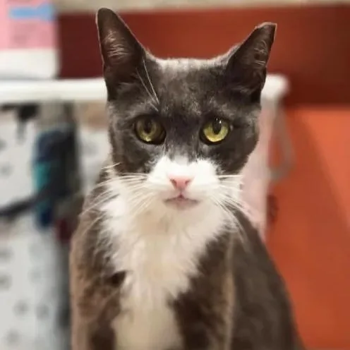 An adult medium-sized female Black & White / Tuxedo Domestic Short Hair cat named Bigotes for adoption in Weehawken, NJ