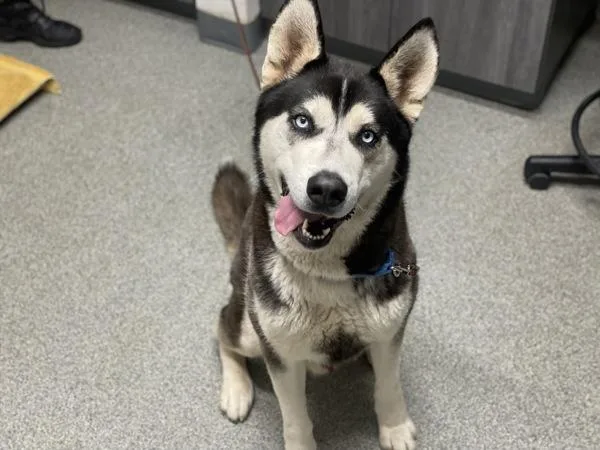 An adult extra large-sized male Siberian Husky dog named Milo for adoption in Escondido, CA
