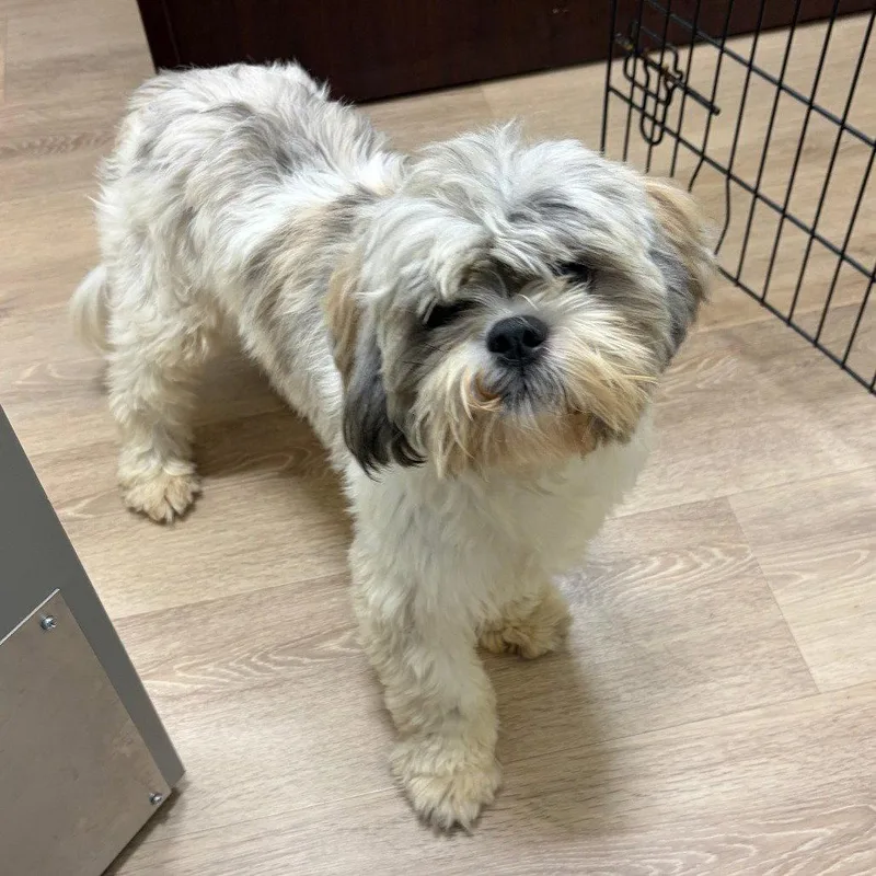 An adult small-sized male Shih Tzu dog named Tippy for adoption in New Castle, DE