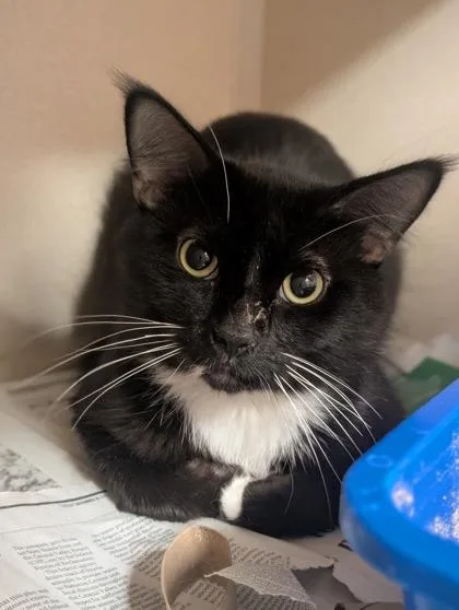 A young medium-sized male Black & White / Tuxedo Domestic Medium Hair cat named Sam Hanna for adoption in Sacramento, CA