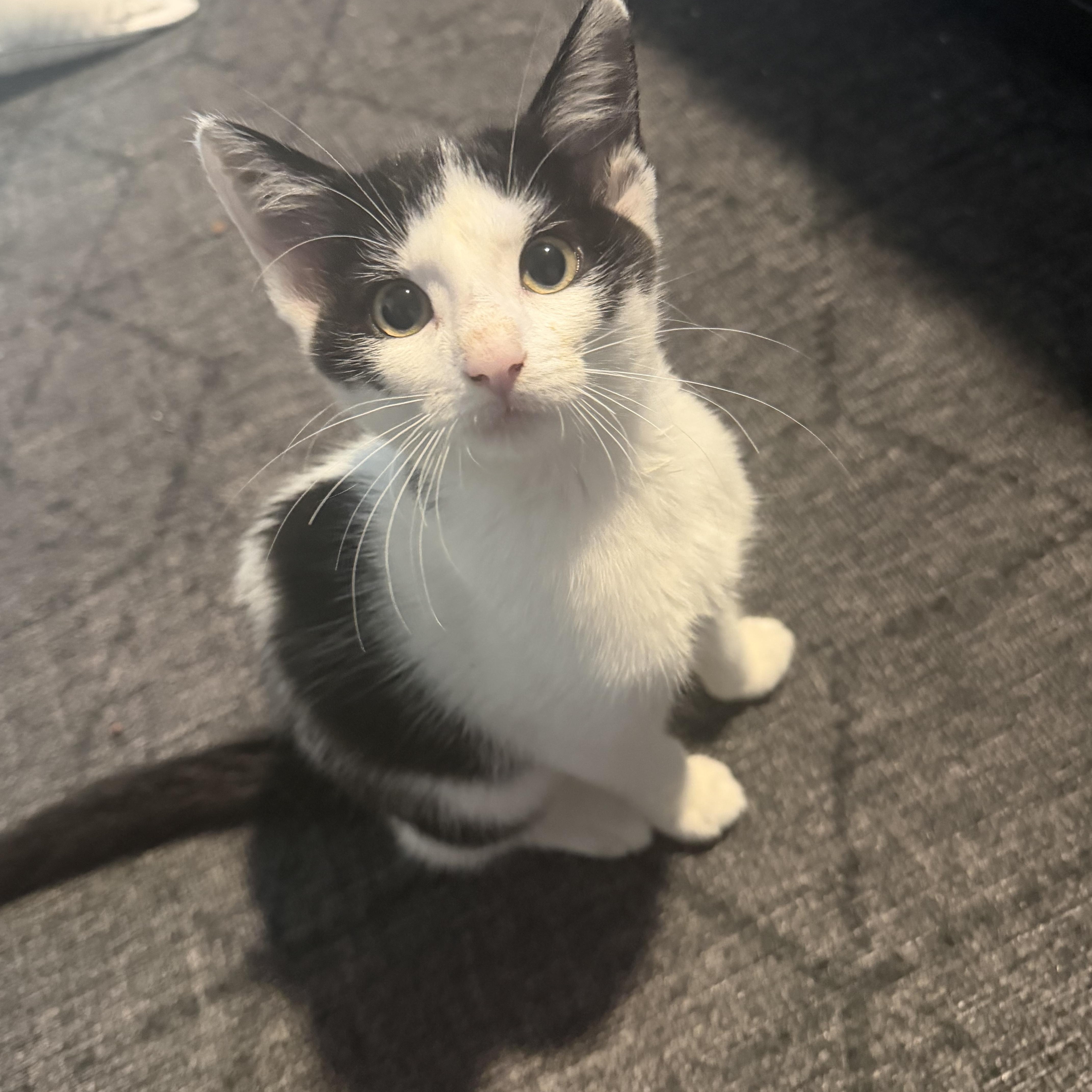 A baby medium-sized male Domestic Short Hair cat named Sebastian cross eyed for adoption in Charlotte, NC