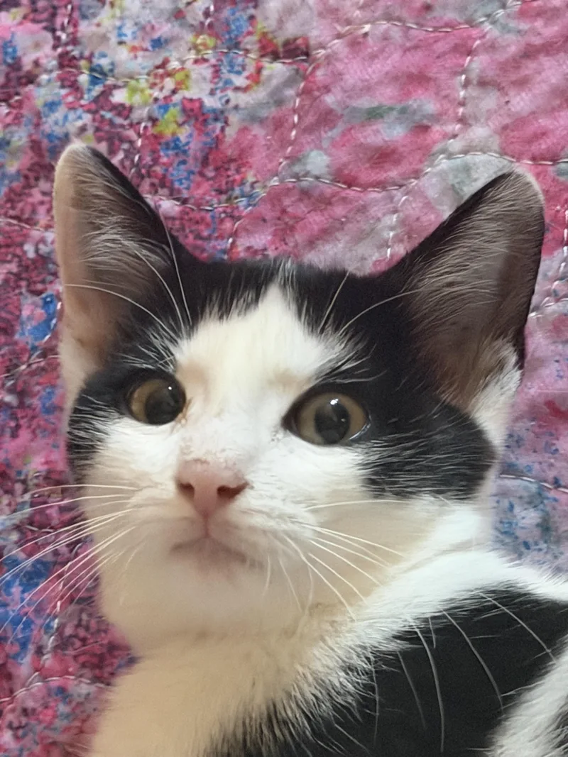 Sebastian cross eyed thumbnail 6