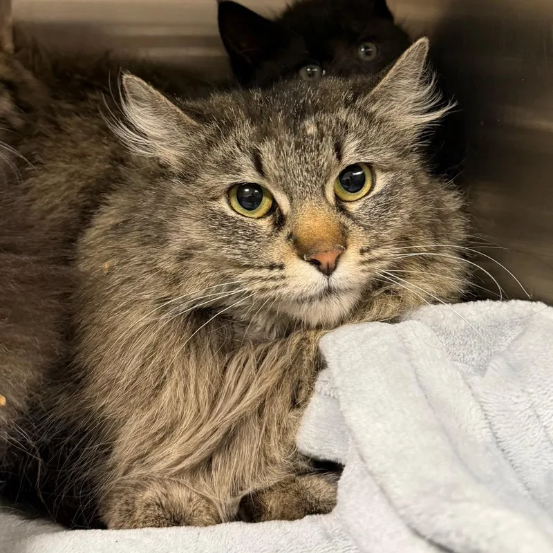 An adult small-sized female Gray / Blue / Silver Domestic Long Hair cat named Princess Mei Li for adoption in Cody, WY