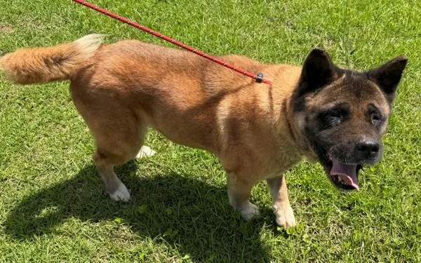An adult medium-sized female Akita dog named Pen Jupiter for adoption in Lawrenceville, GA