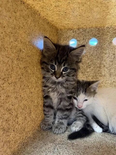 A baby small-sized male Domestic Medium Hair cat named A for adoption in Louisville, KY