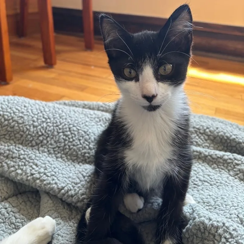 A baby medium-sized male Black & White / Tuxedo Domestic Short Hair cat named Mini for adoption in Chicago, IL