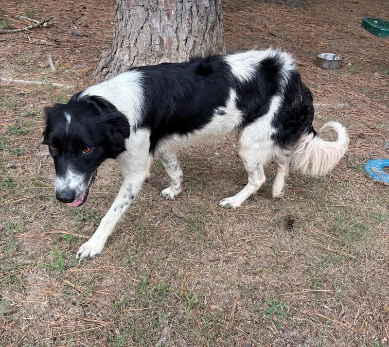 A young medium-sized female Border Collie dog named Pippa for adoption in Little Rock, AR