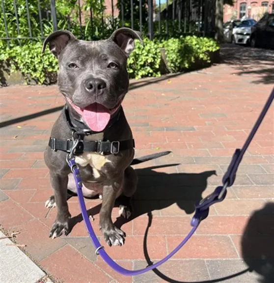 A young medium-sized female Pit Bull Terrier dog named Layla for adoption in Boston, MA