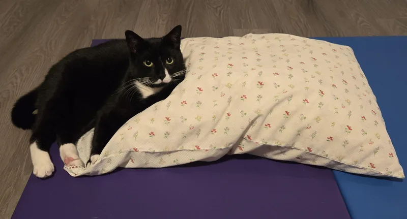 An adult medium-sized male Black & White / Tuxedo Domestic Short Hair cat named Timmy for adoption in Bayonne, NJ