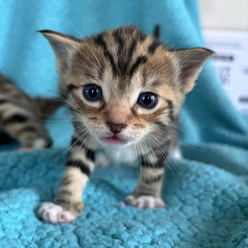 A baby small-sized male Brown / Chocolate Domestic Short Hair cat named Jack for adoption in Smithville, TN