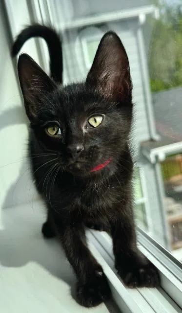 A baby medium-sized male Domestic Short Hair cat named Percy for adoption in Shoreline, WA