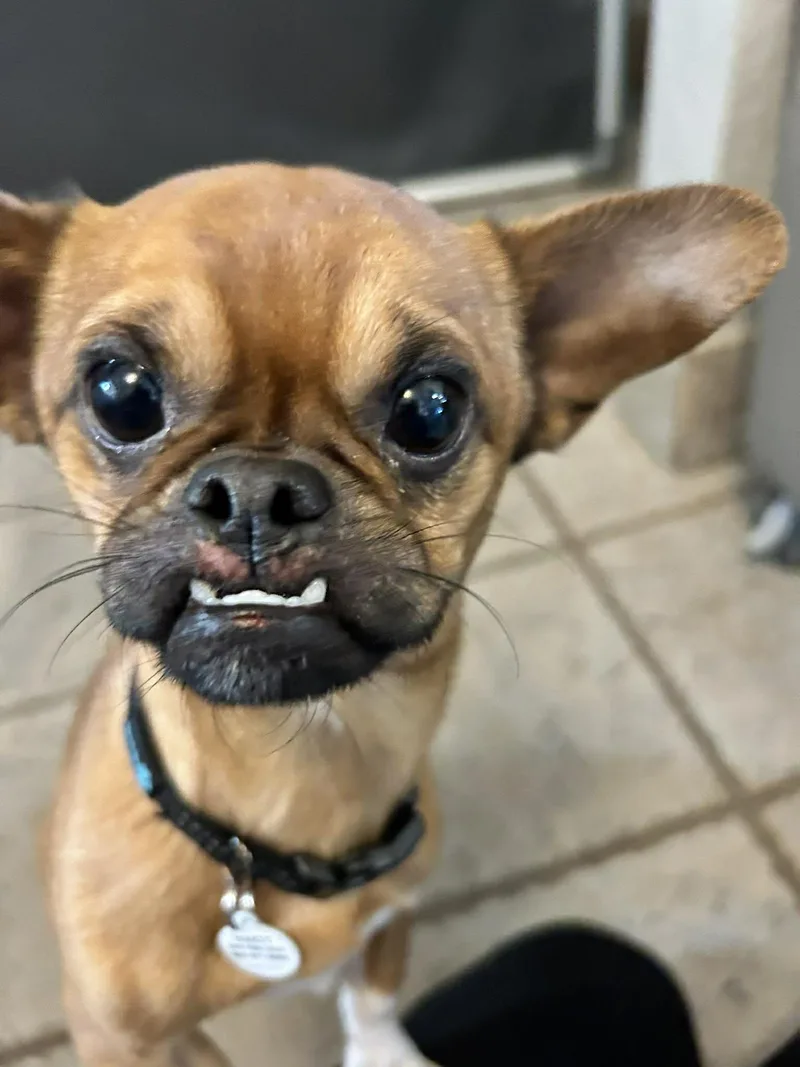 A young small-sized male Golden Pekingese dog named Naples for adoption in Phoenix, AZ
