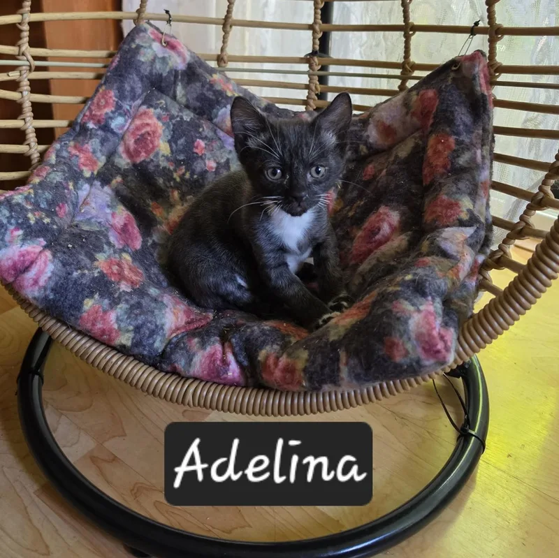 A baby medium-sized female Black & White / Tuxedo Domestic Short Hair cat named Adelina for adoption in Portland, OR