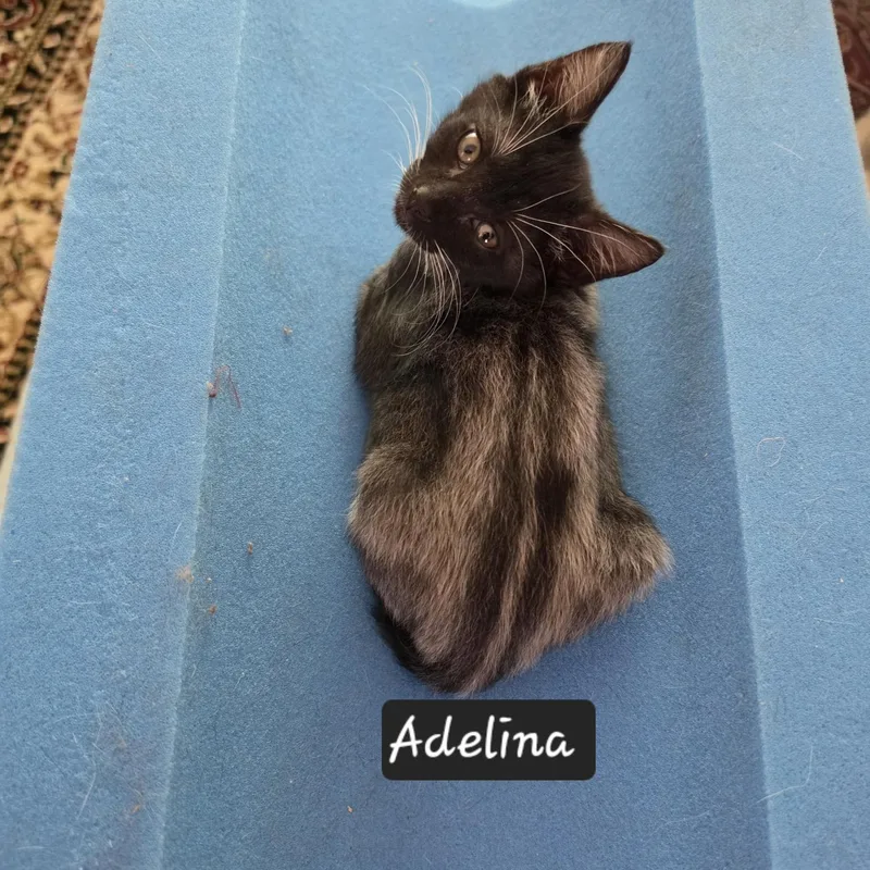 Adelina thumbnail 2