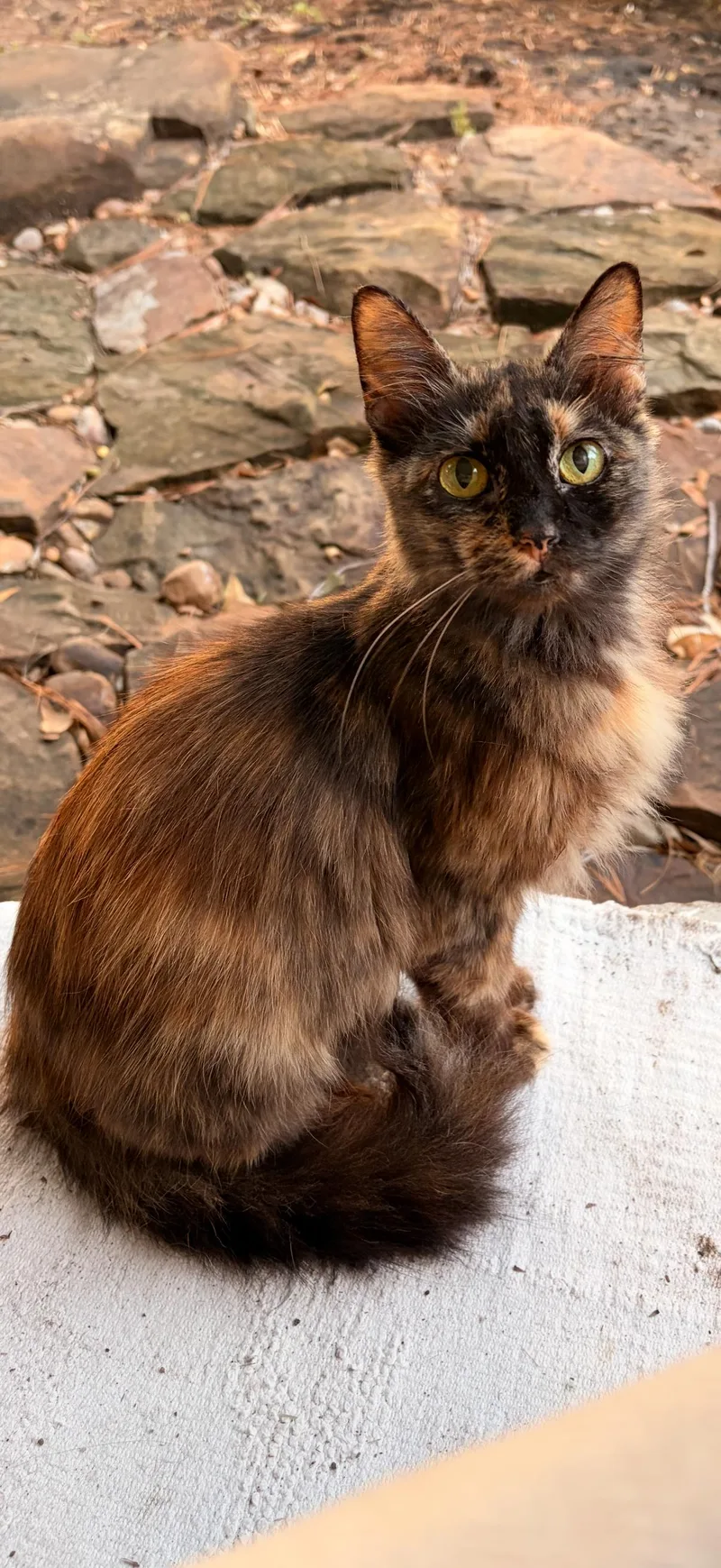 An adult medium-sized female Domestic Medium Hair cat named Kimchi for adoption in Magnolia, TX