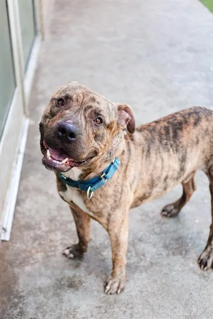 An adult large-sized male Mixed Breed dog named Scott for adoption in Dallas, TX