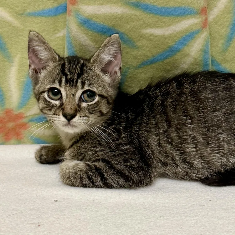 A baby medium-sized male Tabby (Brown / Chocolate) Domestic Short Hair cat named Mike for adoption in Libertyville, IL