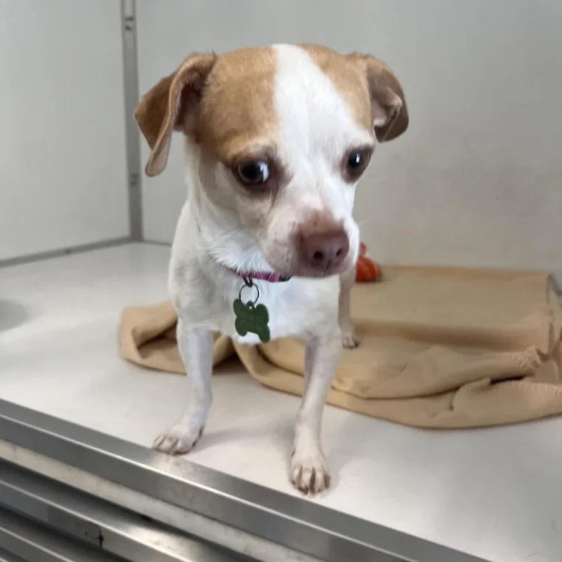 An adult small-sized male White / Cream Terrier dog named Baby Prince City for adoption in Chino Hills, CA