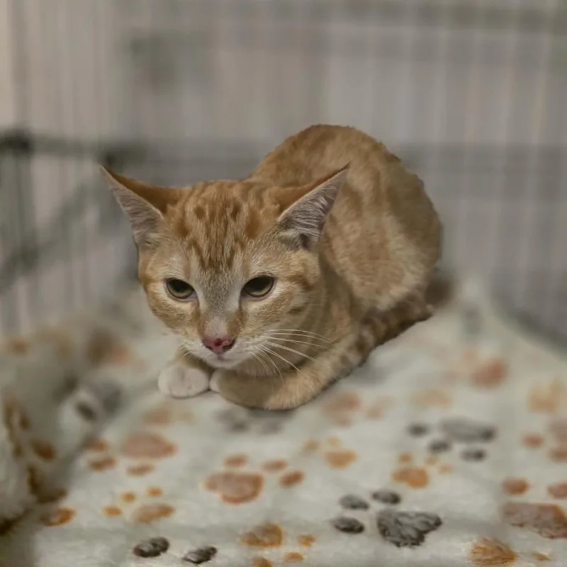 A young small-sized female Orange / Red Domestic Short Hair cat named Honeysuckle Casper for adoption in Eagle Mountain, UT