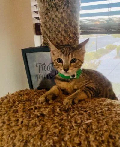 A baby medium-sized female Gray / Blue / Silver Domestic Short Hair cat named Monica for adoption in Las Vegas, NV