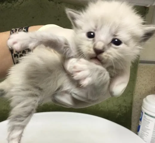 A baby small-sized female Domestic Short Hair cat named Tomato Basil for adoption in Riverside, CA