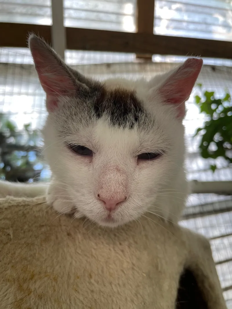 An adult medium-sized female White Domestic Short Hair cat named Snowflake for adoption in South Ozone Park, NY
