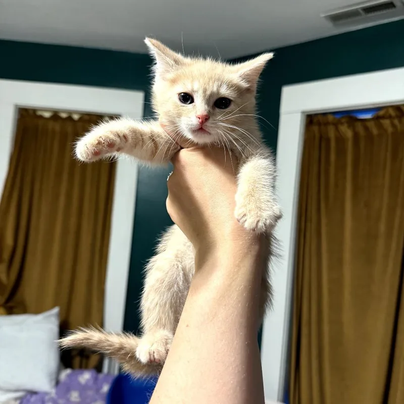 A baby small-sized female Buff / Tan / Fawn Domestic Short Hair cat named Ginger Snap for adoption in Granville, OH
