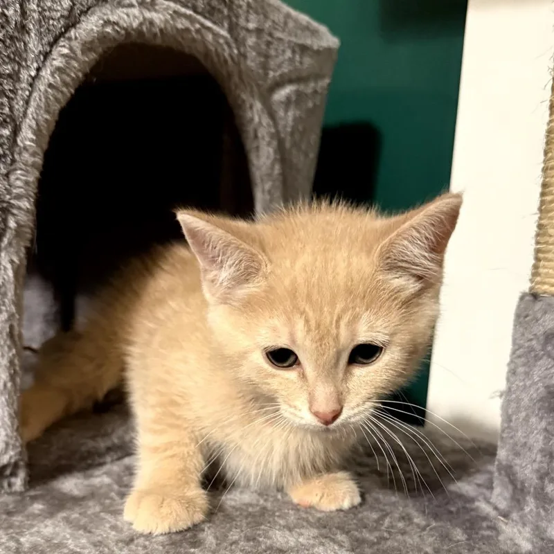 Ginger Snap thumbnail 2