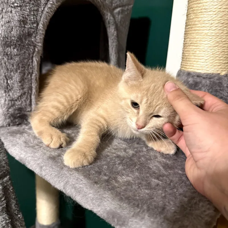 Ginger Snap thumbnail 3