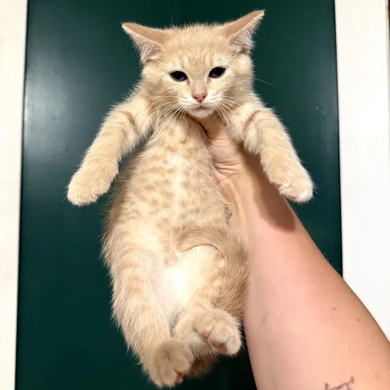 Ginger Snap thumbnail 4