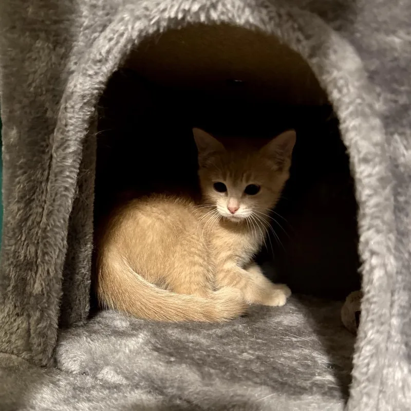 Ginger Snap thumbnail 5